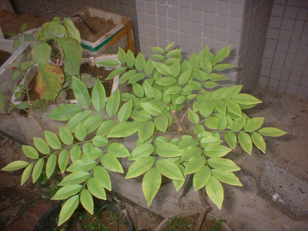 DSCF0004.JPG