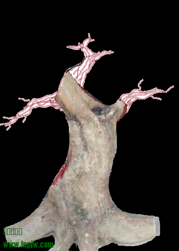 ޱ.png