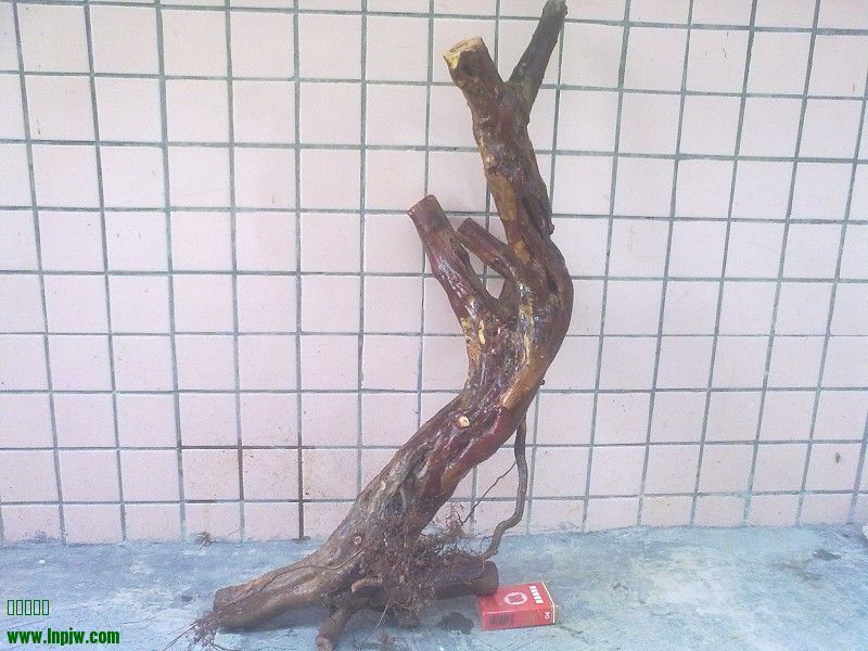 Ƭ4455.jpg