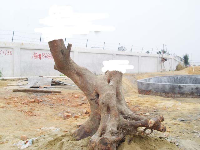 ţ1.JPG