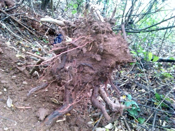 ڳ.jpg
