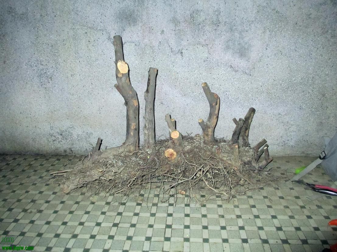 Ƭ 117.jpg