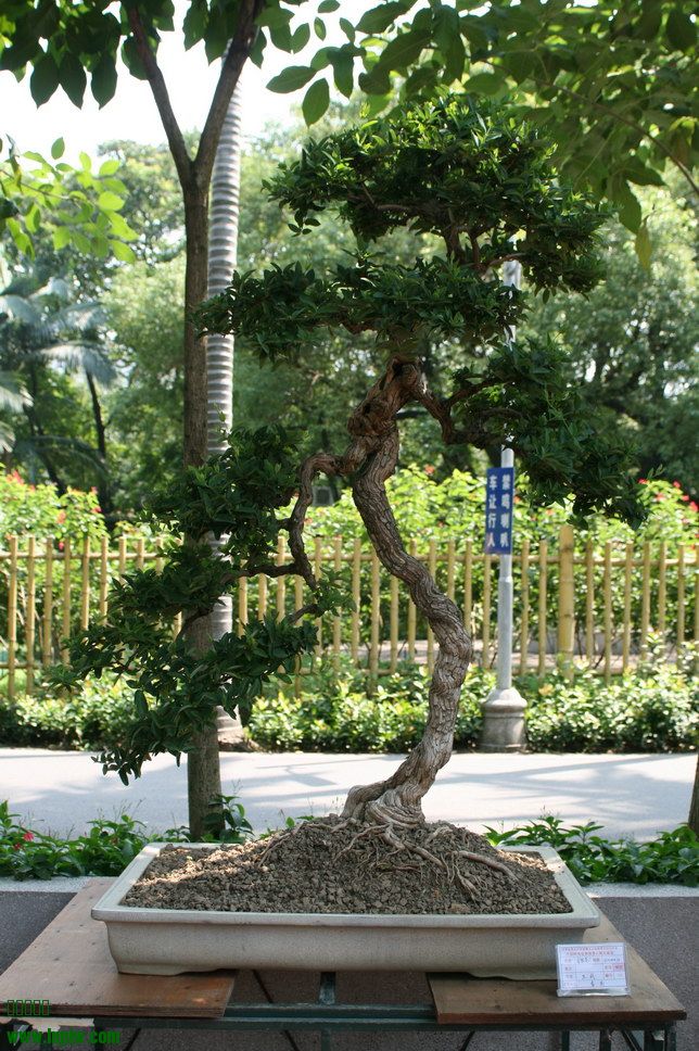 SBQ_20131003_1114.JPG