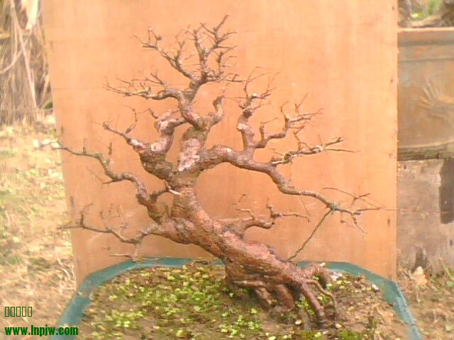 IMG6257A.jpg