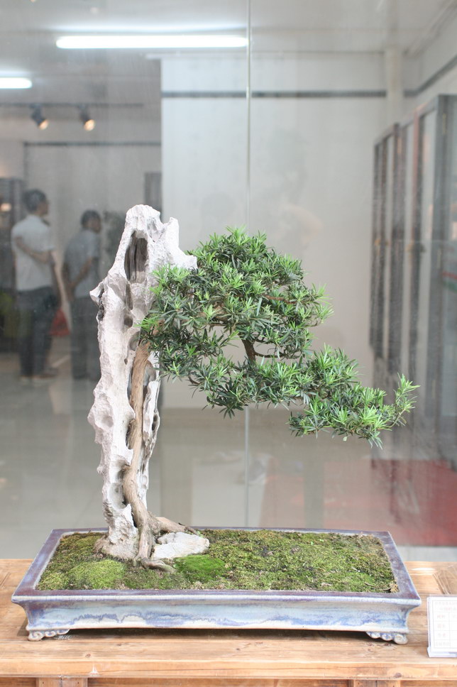 SBQ_20131003_1137.JPG