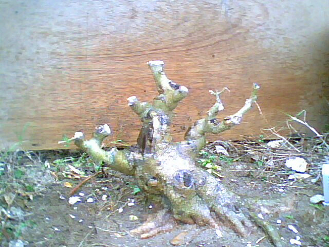 IMG6670A_.jpg