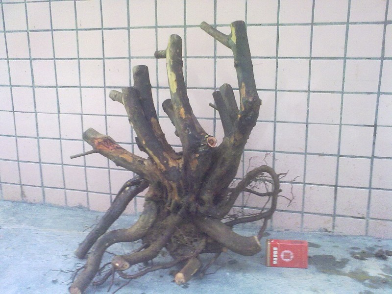 Ƭ4499.jpg