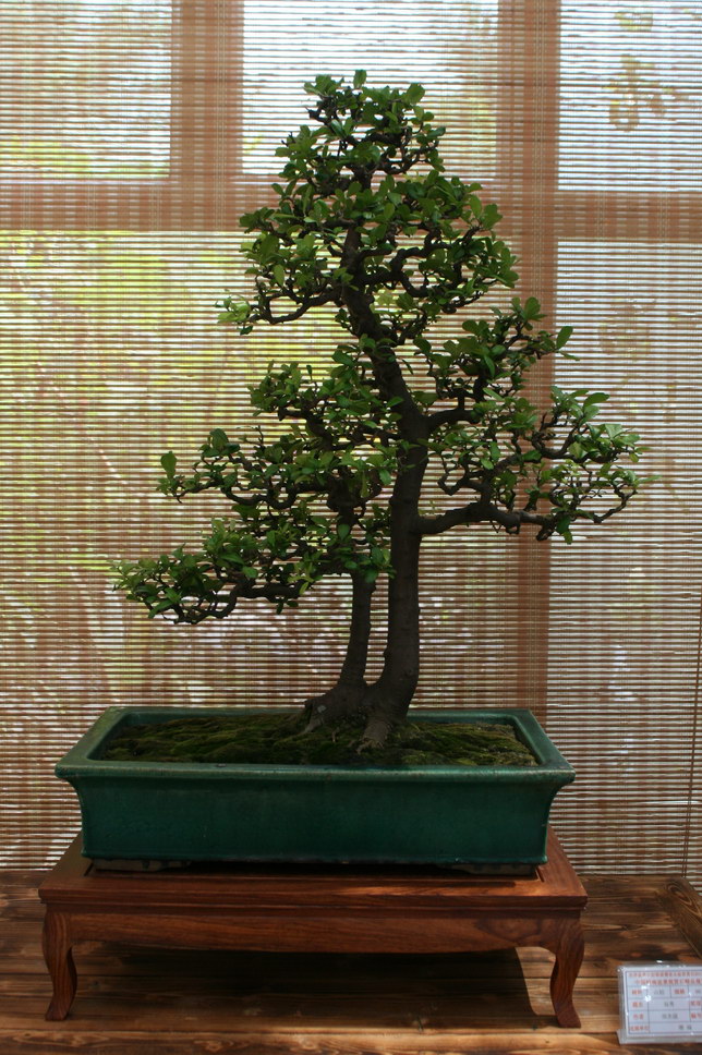 SBQ_20131003_1145.JPG