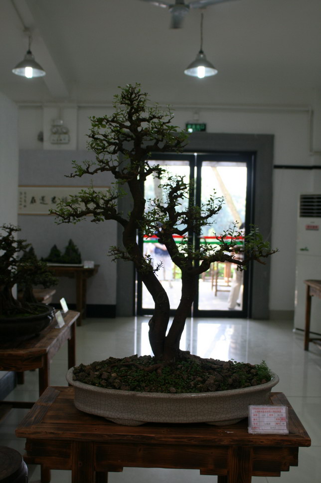SBQ_20131003_1146.JPG
