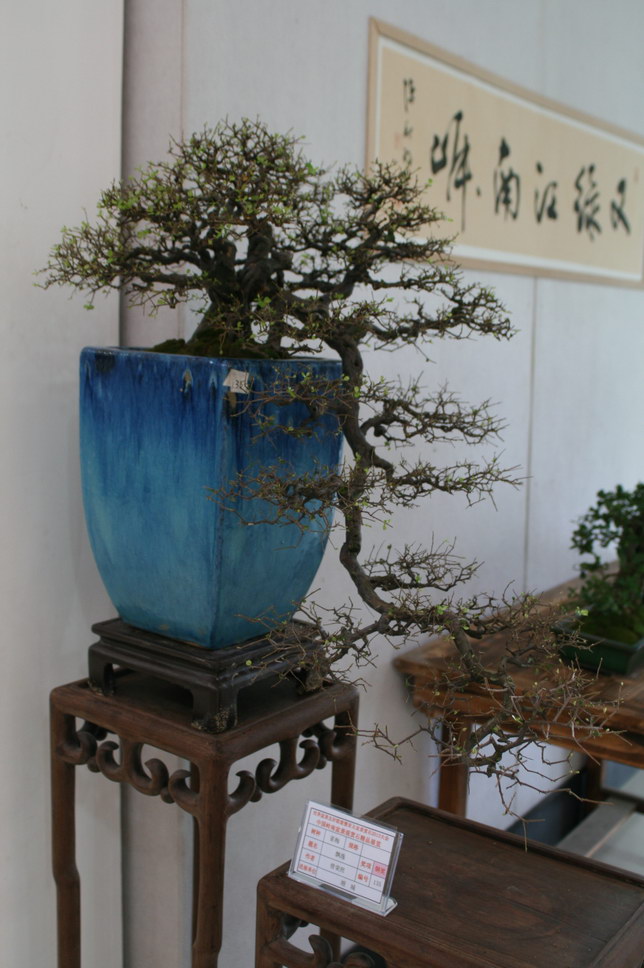 SBQ_20131003_1149.JPG