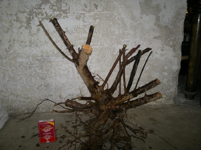 20140112993.jpg