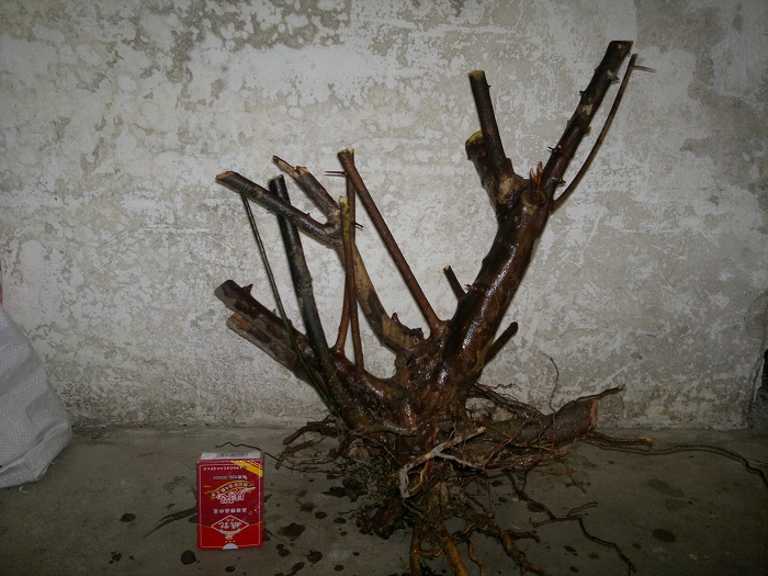 20140112992.jpg