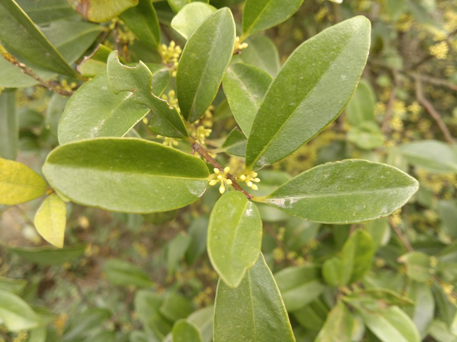 20140112987.jpg