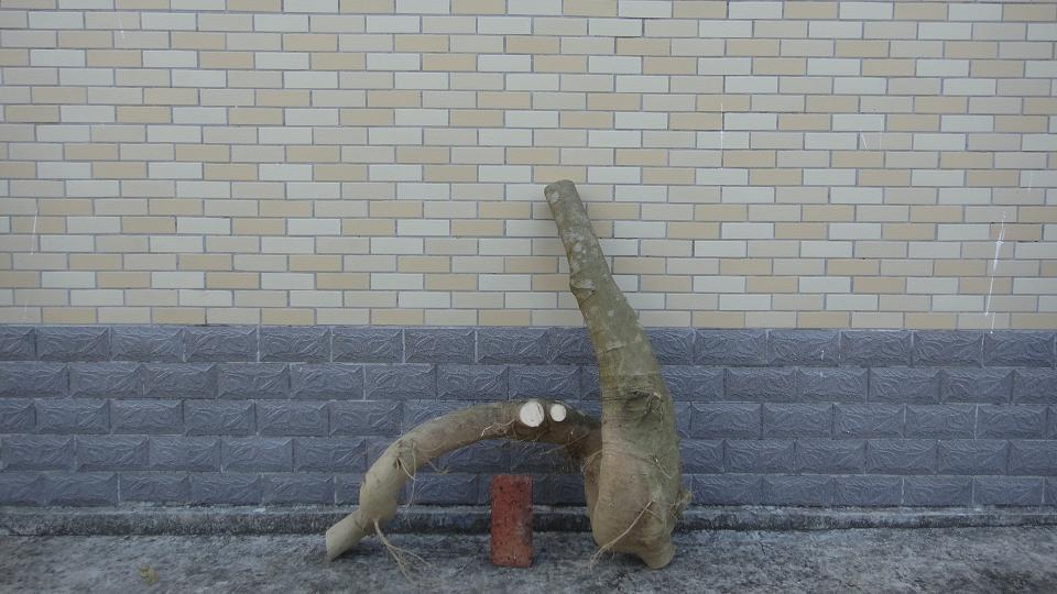 DSC01110.JPG