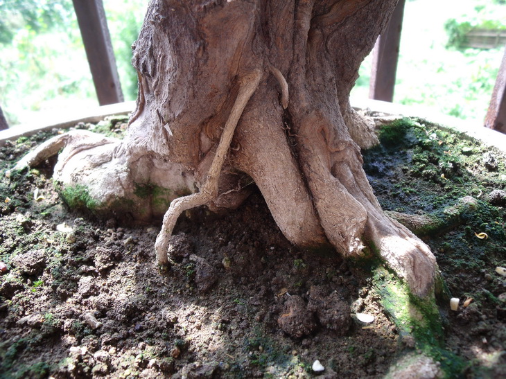 DSCF0005_С.JPG