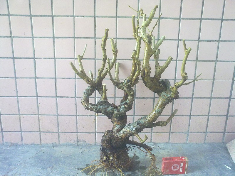 Ƭ4518.jpg