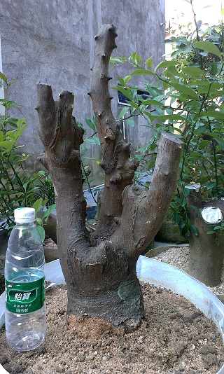 IMAG0412.jpg