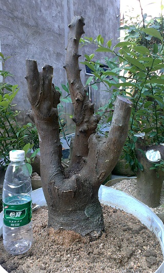 IMAG0413.jpg
