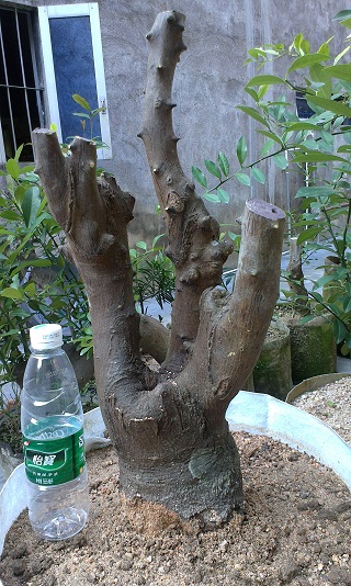 IMAG0414.jpg