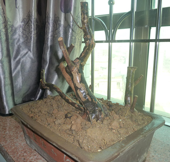 P1000425_.jpg