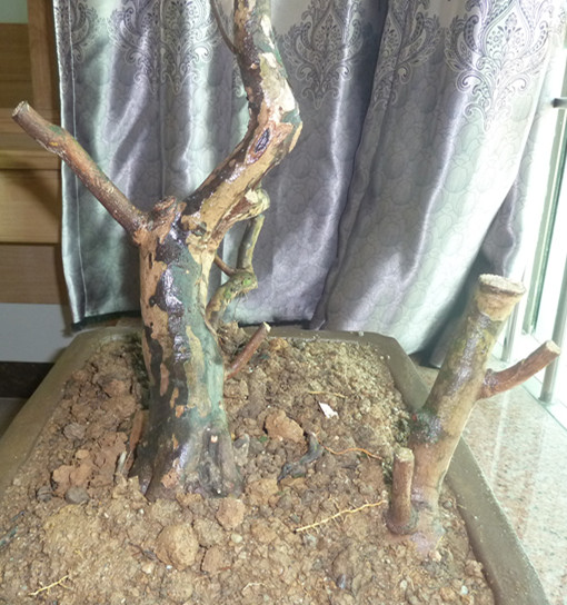 P1000427_.jpg