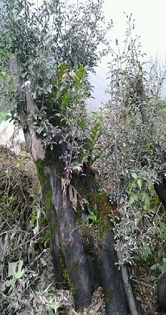 ׮ֱ50ң1.5ңҪϵqq810045599.