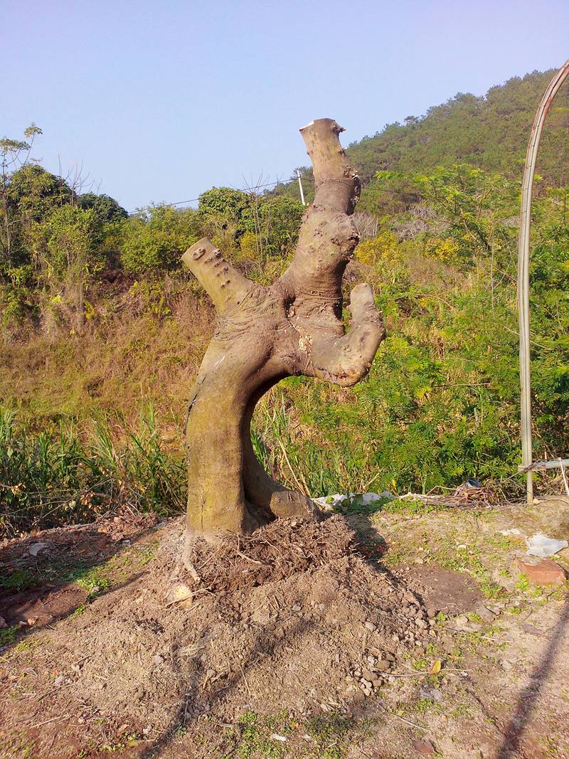 201404qvvuyg7b3vvvysik.jpg