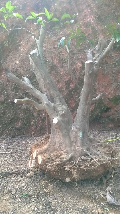 WP_20140128_003.jpg