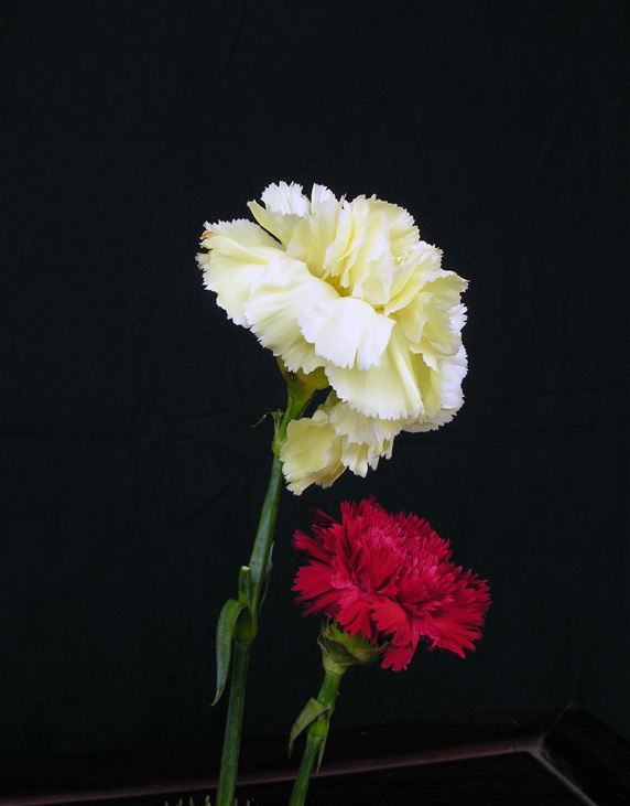 DSCN0778.jpg