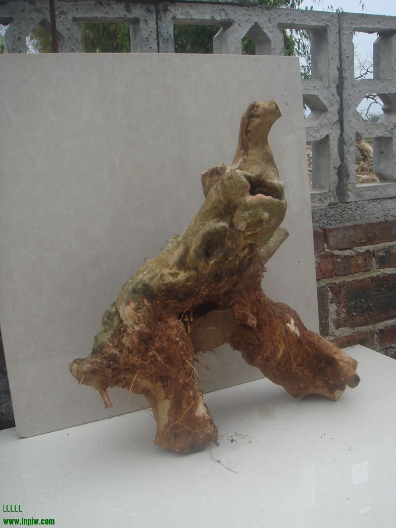 DSC05843.JPG