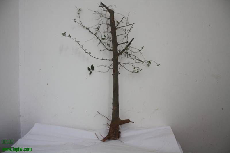 Ƭ20131026ۺ 373.jpg