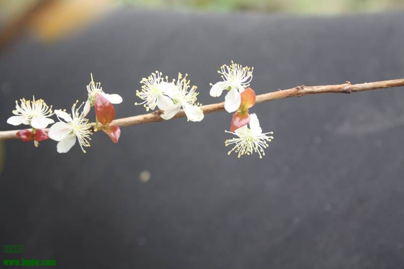 Ƭ20131026ۺ 185.jpg