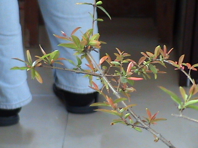 DSC00016.JPG