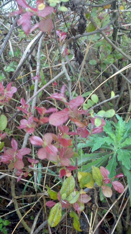 2014-02-09_12-32-08_354_conew1.jpg