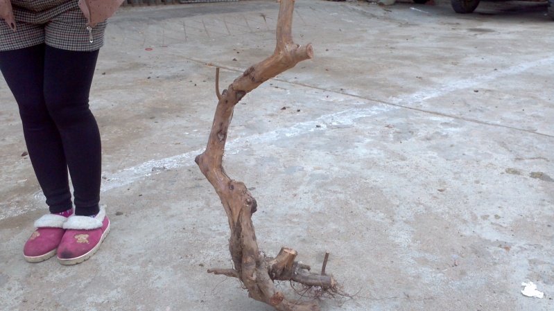 2014-02-09_13-26-15_822_conew1.jpg
