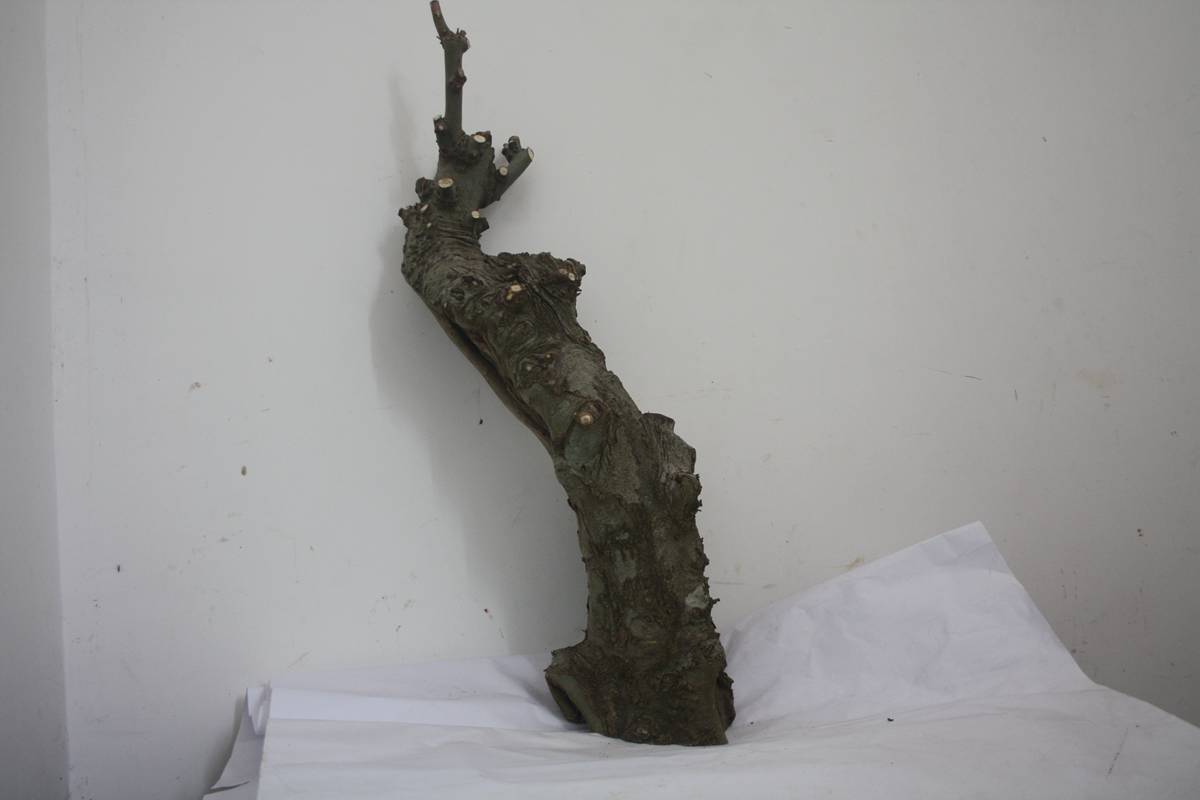 Ƭ20131026ۺ 644.jpg