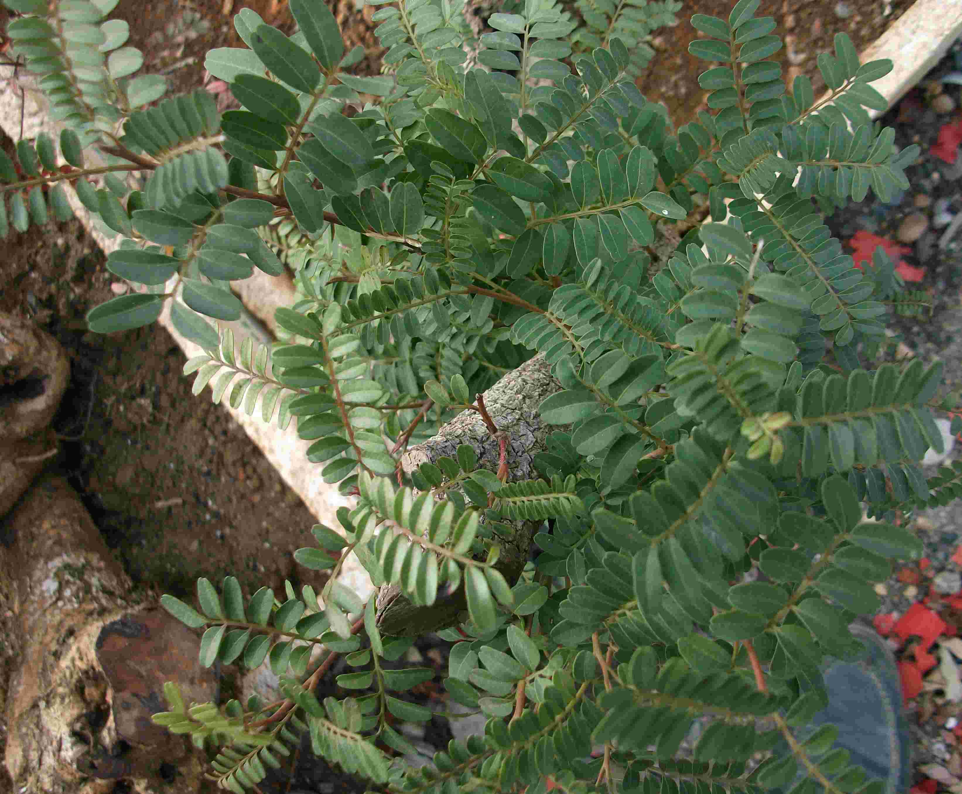 DSCF0286.JPG