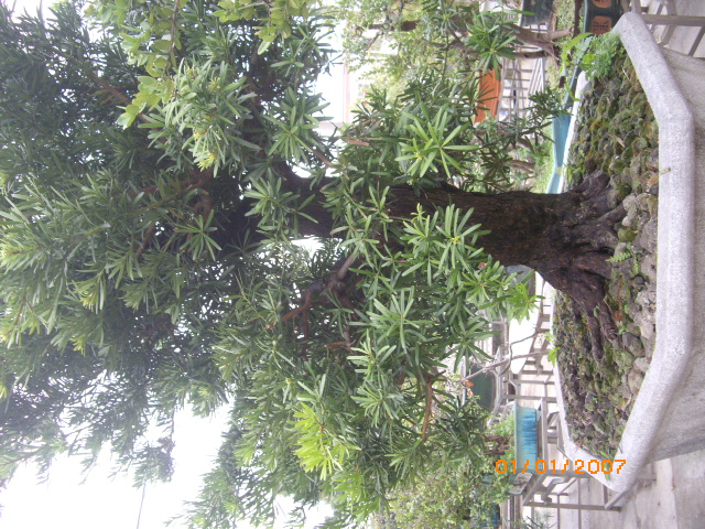 IMGP0610.JPG