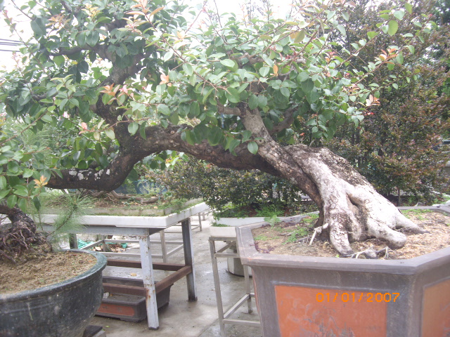 IMGP0615.JPG