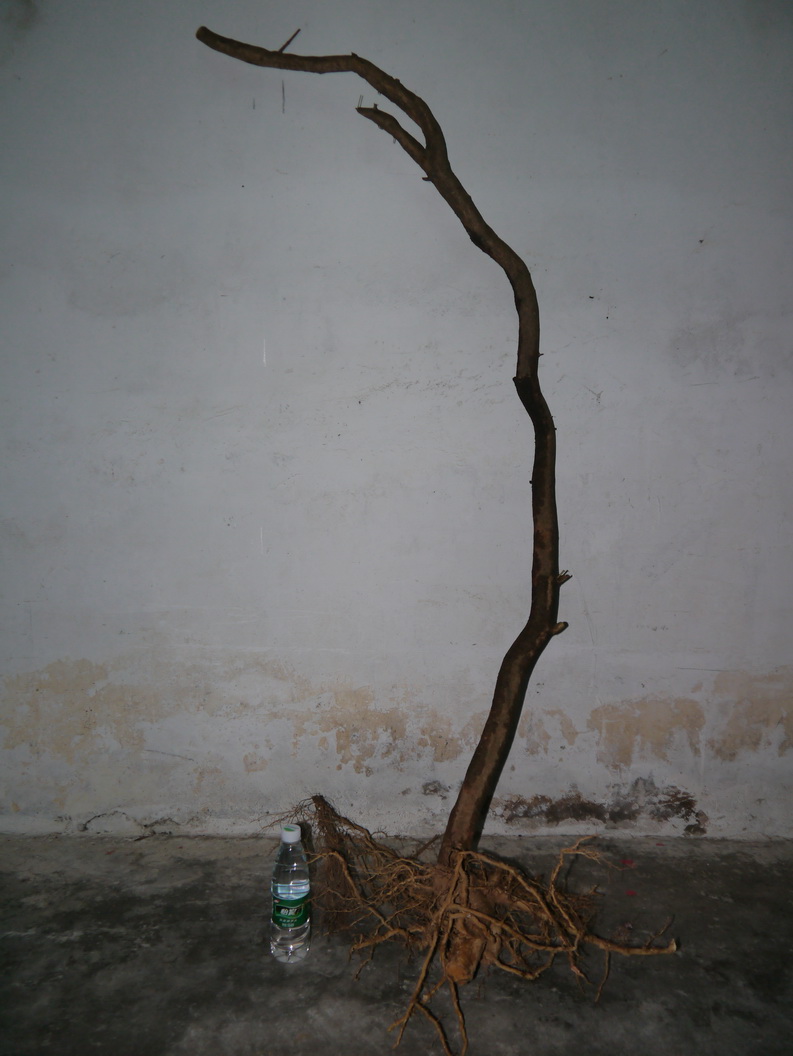 P1070405_С.JPG