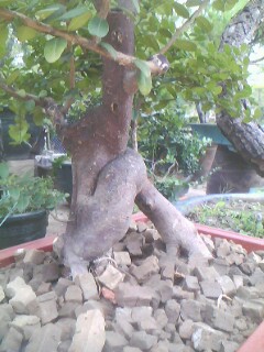 IMG0341A.jpg