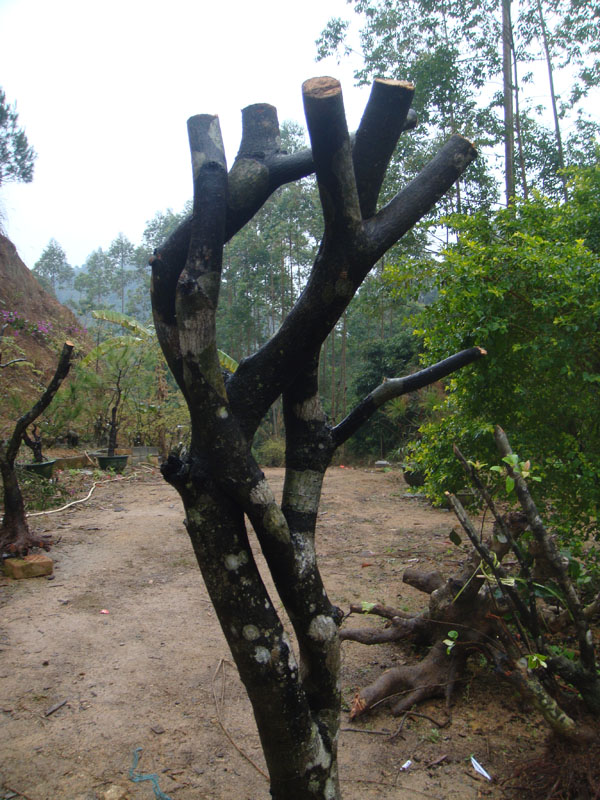DSC04980.JPG