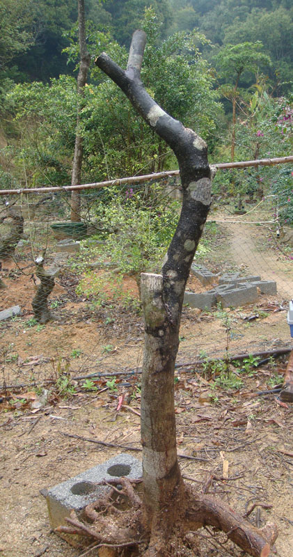 DSC04982.JPG