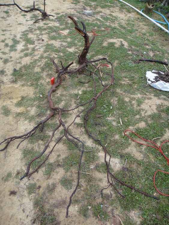 DSC07870.JPG