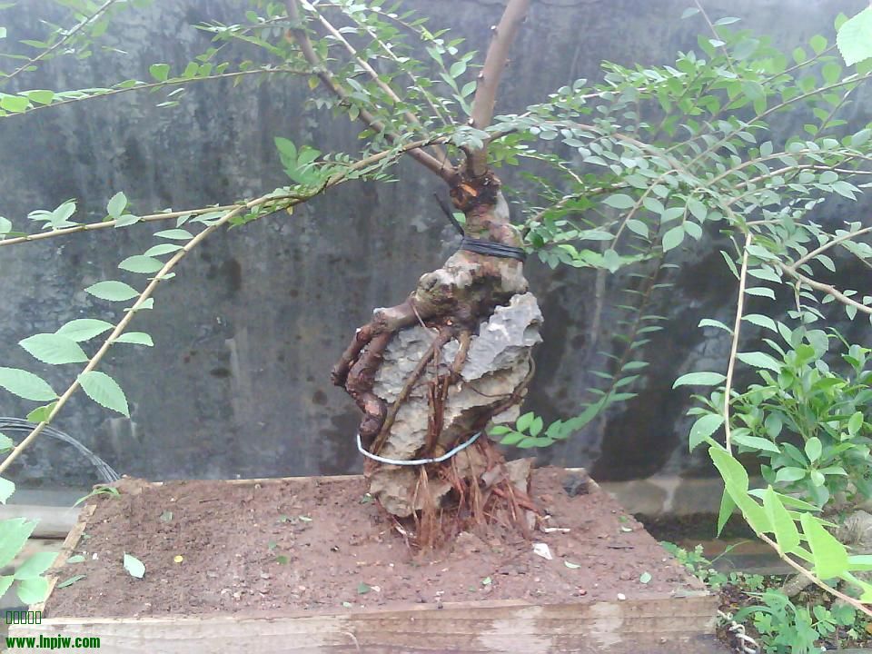 IMG1899A.jpg