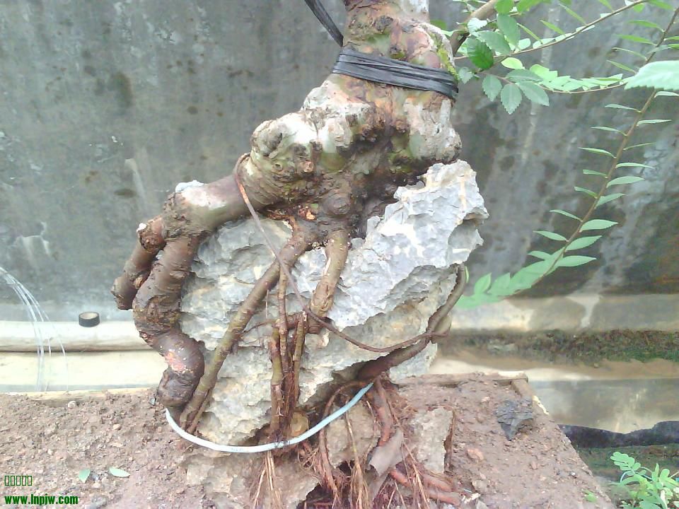 IMG1900A.jpg