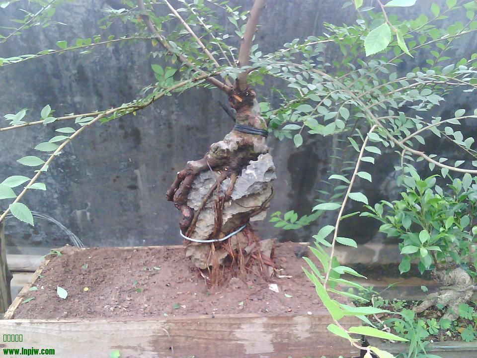IMG1901A.jpg