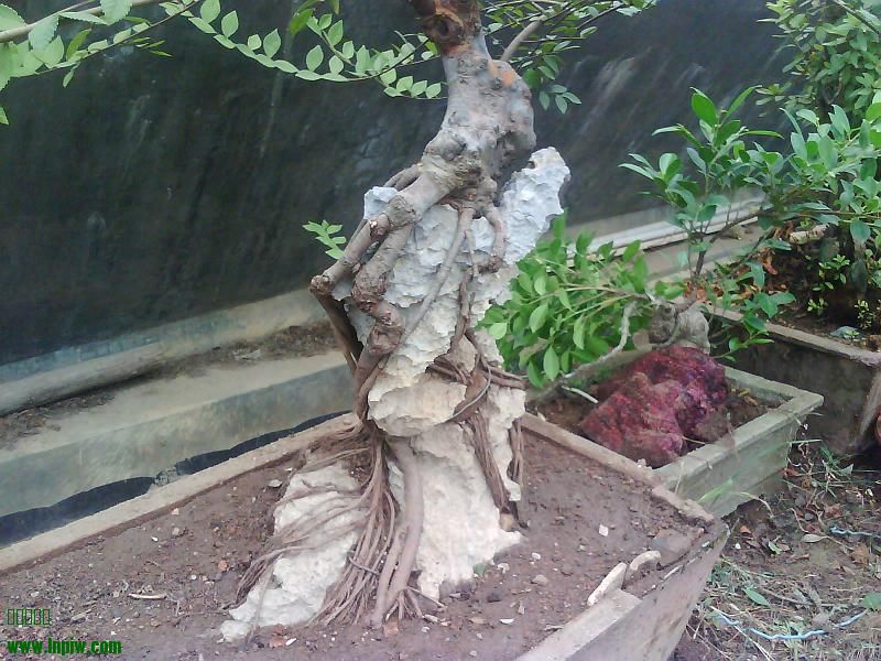 IMG2020A.jpg