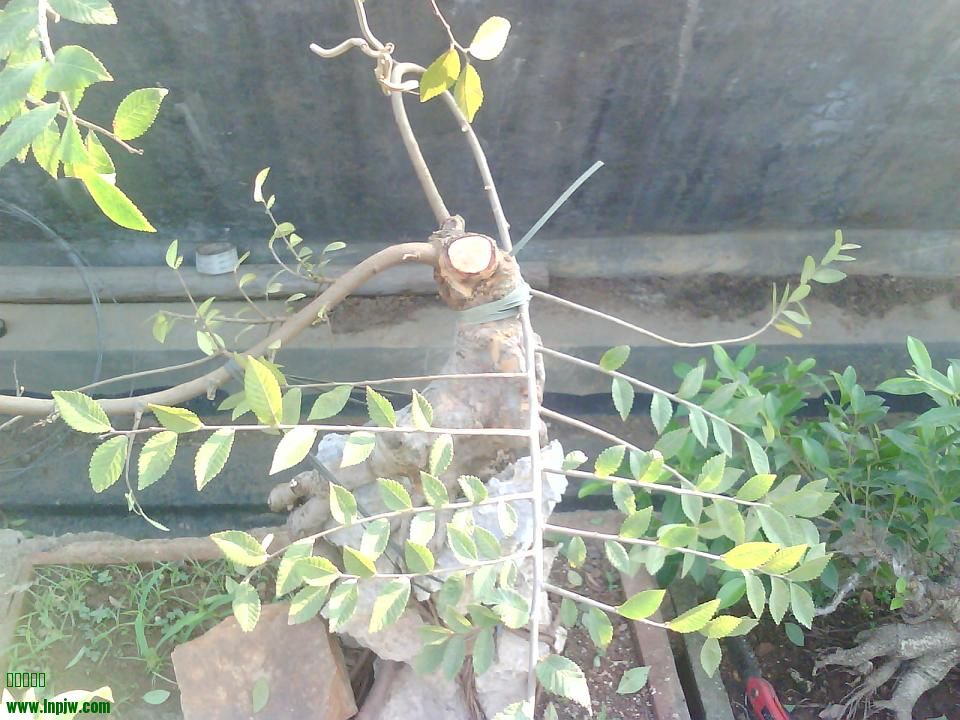 IMG2064A.jpg