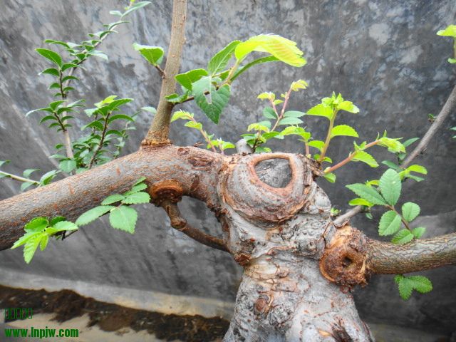 DSC01624.JPG